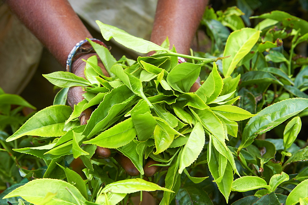 Tea, tea plantations, Munnar, Kerala, India