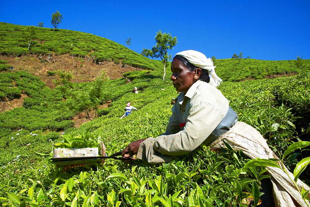 Tamil worker on a tea plantation, Munnar, Kerala, India, Asia