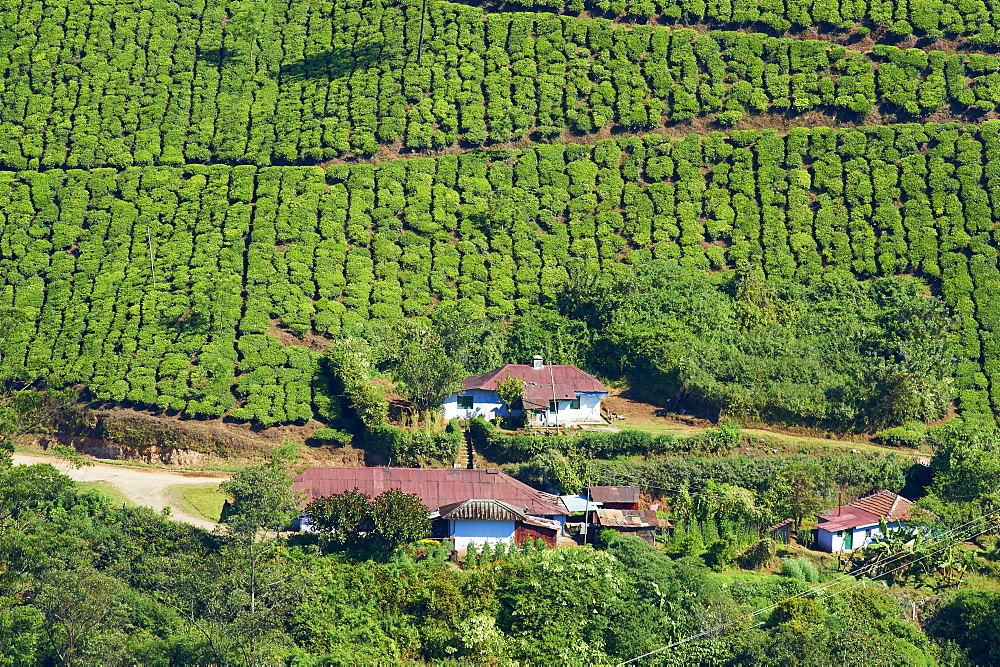 Tea plantation, Munnar, Kerala, India, Asia