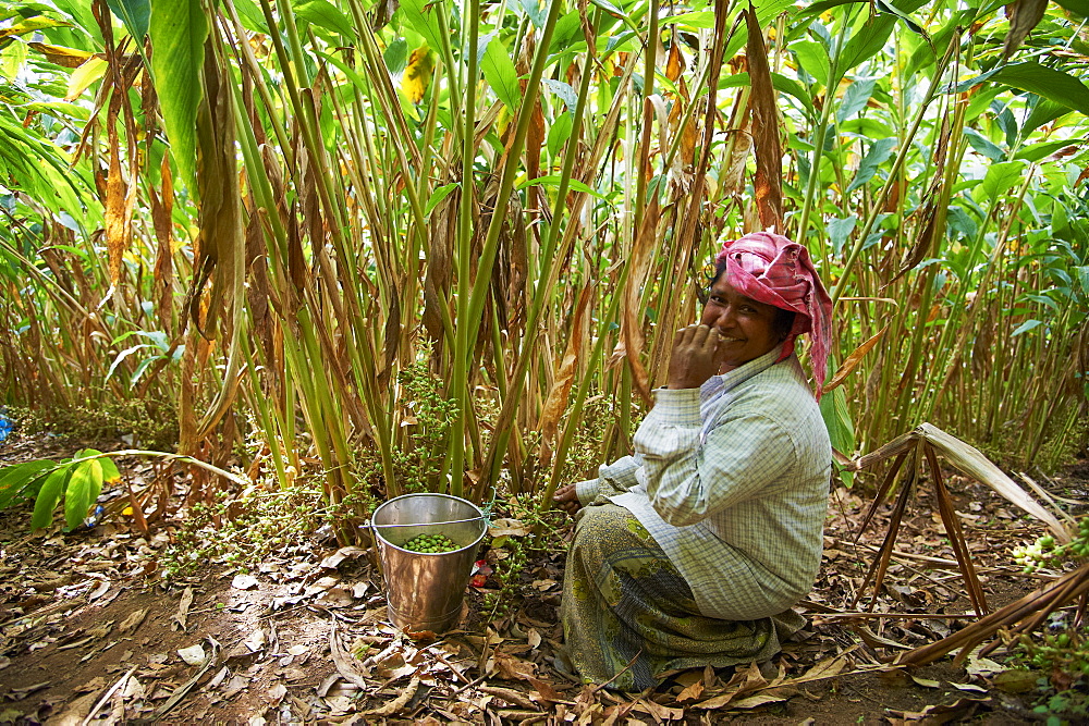 Collecting cardamom, Munnar, Kerala, India, Asia