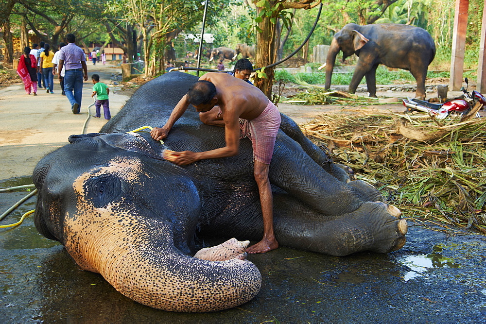 Guruvayur, elephant center, training for the temple parade, Kerala, India, Asia