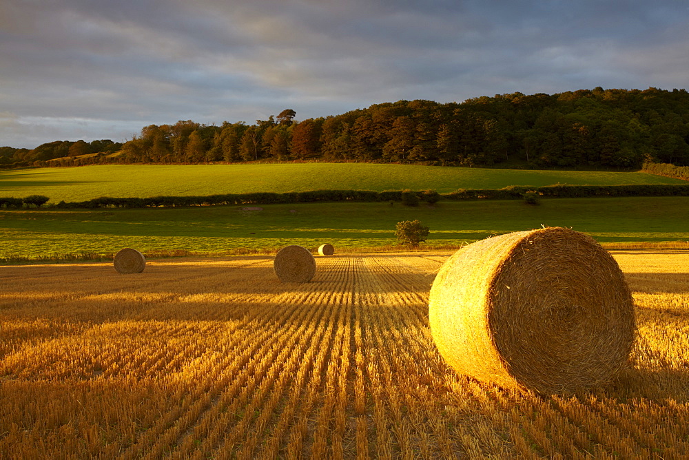 An August morning at Stiffkey, North Norfolk, Norfolk, England, United Kingdom, Europe