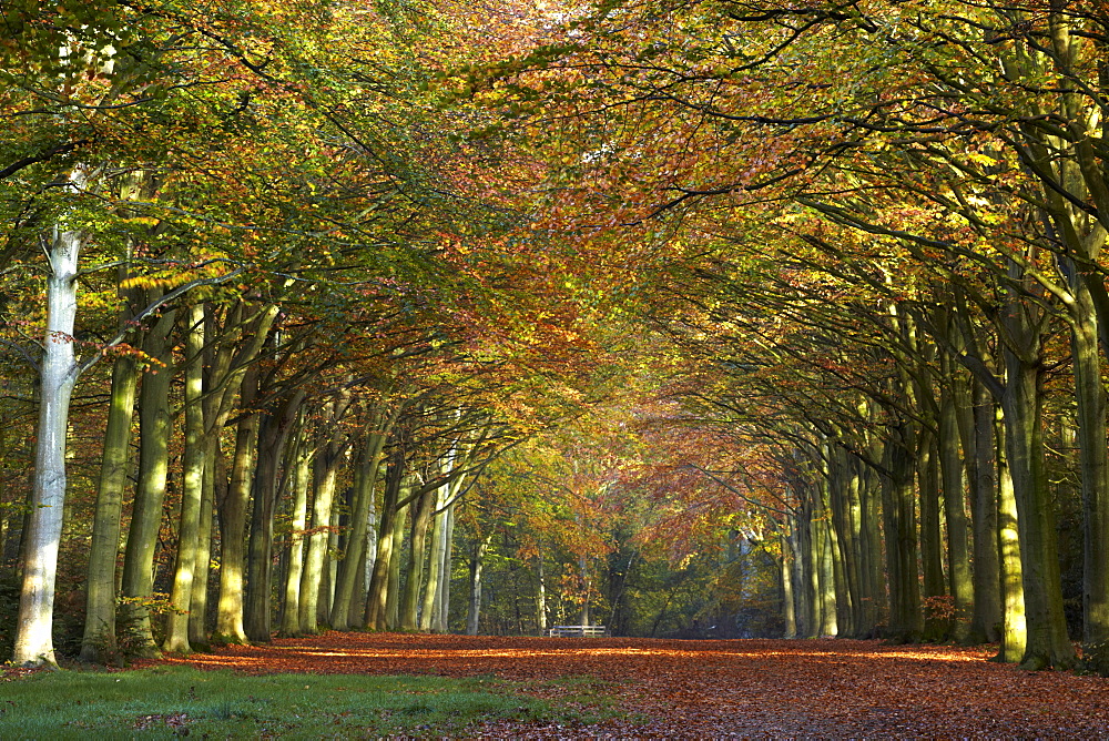 Autumnal colour at Felbrigg woods, Felbrigg, Norfolk, England, United Kingdom, Europe