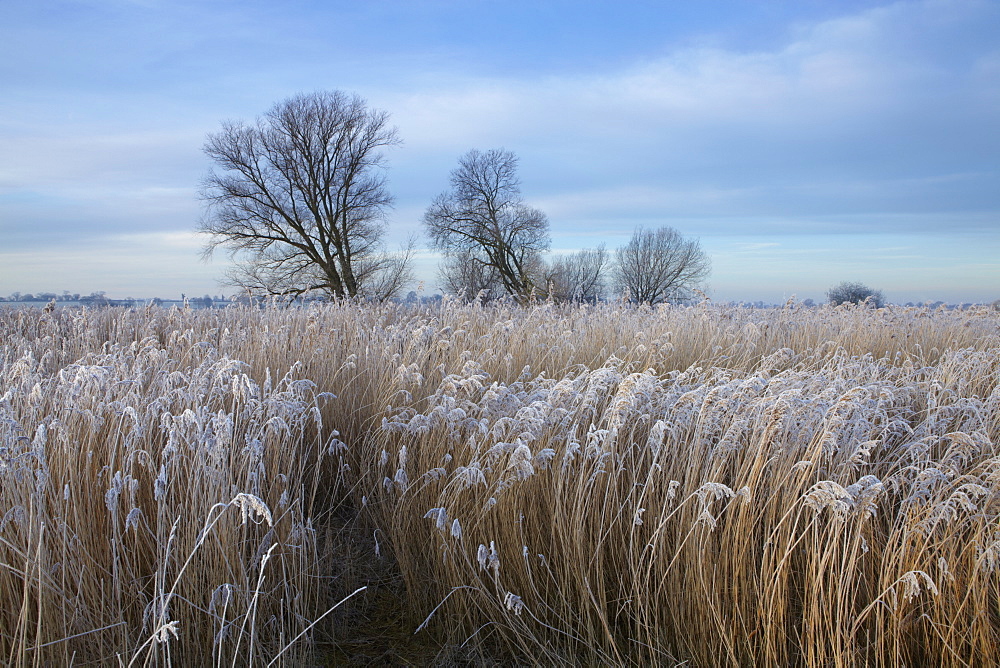 Norfolk Broads winter scene near Ludham Bridge, Norfolk, England