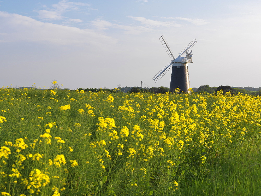 Burnham Overy Mill viewed from a field of oil seed rape, Burnham Overy, Norfolk, England, United Kingdom, Europe