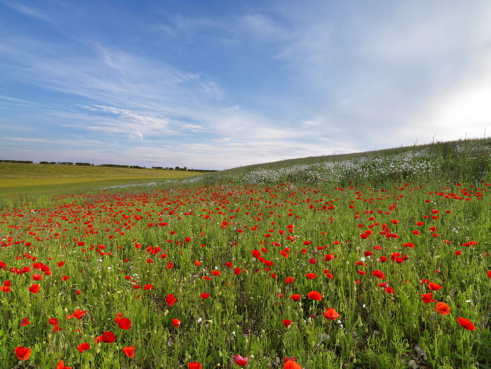 A poppy field near Burnham Market, Norfolk, England, United Kingdom, Europe