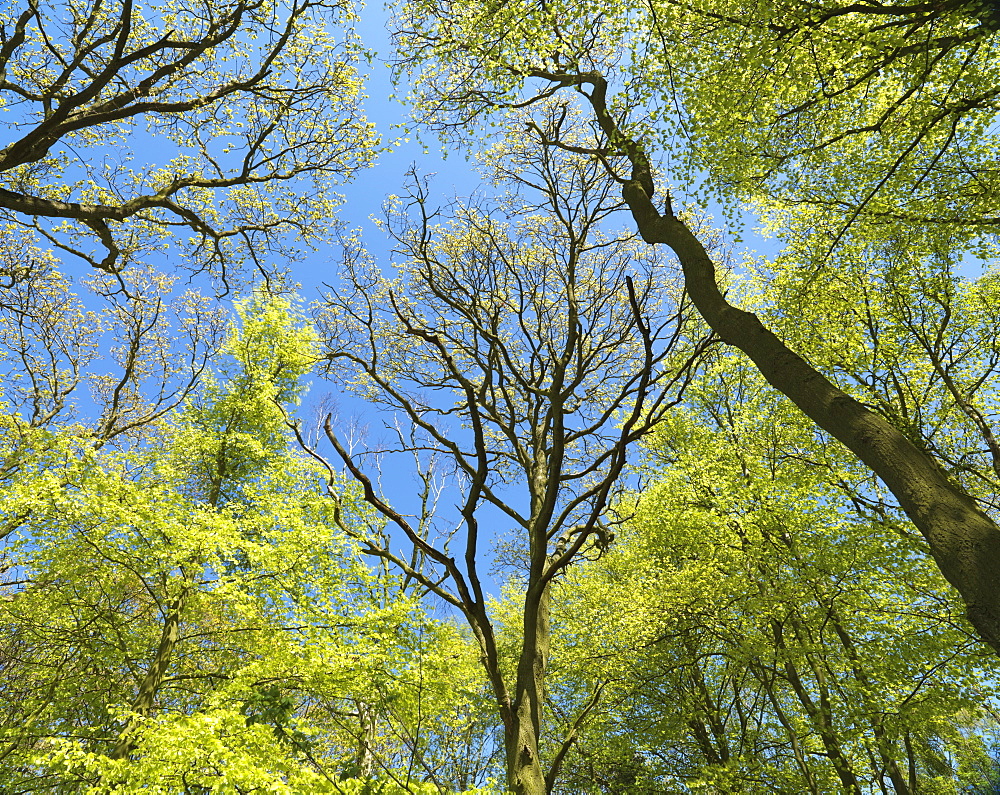 A study of the tree canopy at Blickling Woods, Norfolk, England, United Kingdom, Europe