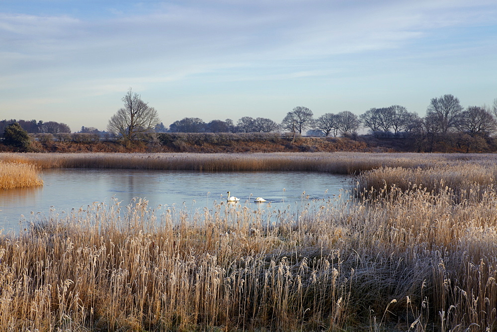 Winter scene in the Norfolk Broads near Ludham Bridge, Norfolk, United Kingdom, Europe