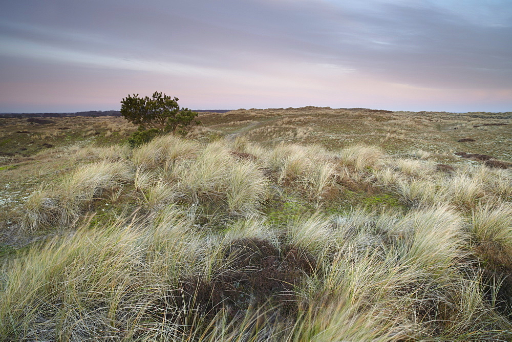 Dawn on the dunes at Winterton, Norfolk, England, United Kingdom, Europe