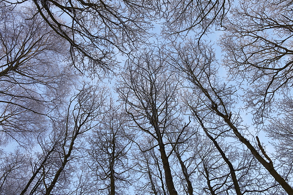 The tree canopy in woodland at Strumpshaw Fen, Norfolk, England, United Kingdom, Europe