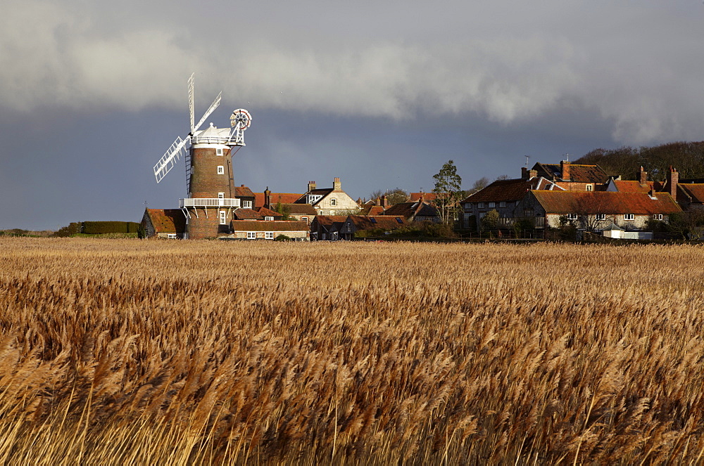 A bright winter day looking across the reedbeds towards Cley Mill at Cley next the Sea, Norfolk, England, United Kingdom, Europe