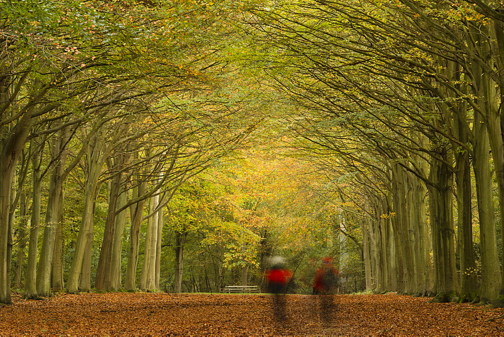 Autumn colours at Felbrigg Woods, Norfolk, England, United Kingdom, Europe