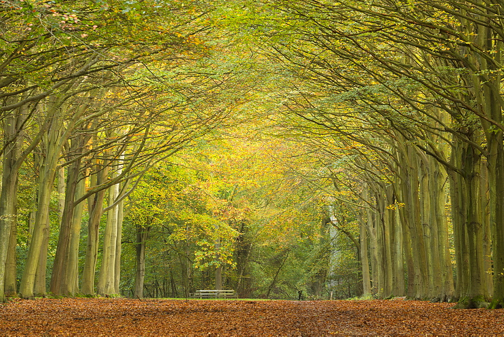 Autumn colours at Felbrigg Woods, Norfolk, England, United Kingdom, Europe