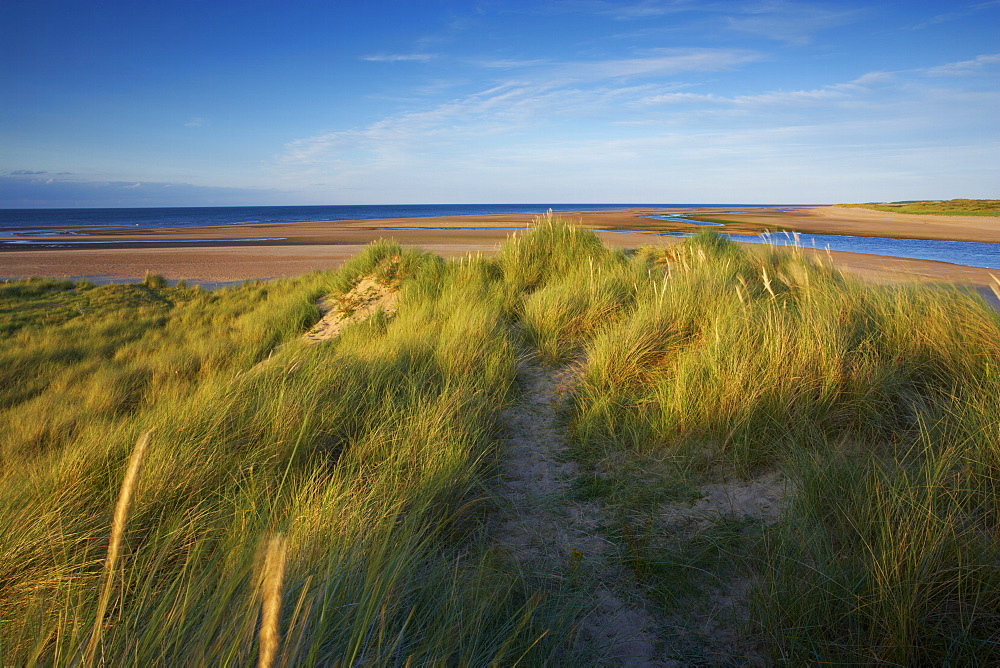 A summer view of the barrier island Scolt Head Island, Norfolk, England, United Kingdom, Europe