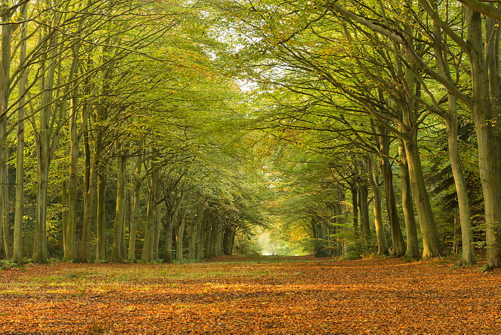 Autumn colours at Felbrigg Woods, Norfolk, England, United Kingdom, Europe