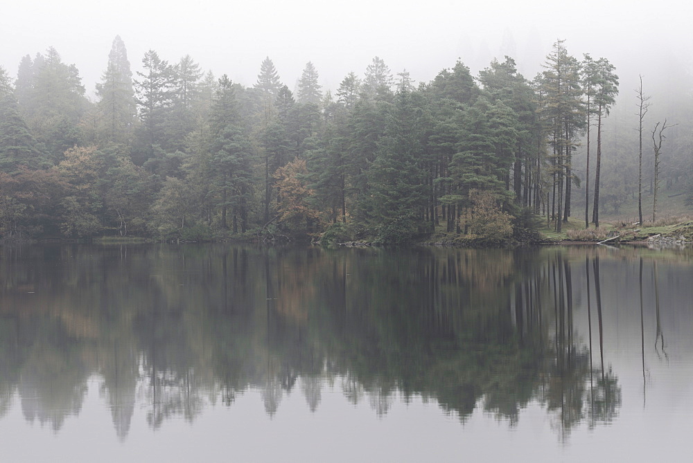 Misty morning reflections on an autumn morning at Tarn Hows, Lake District National Park, Cumbria, England, United Kingdom, Europe