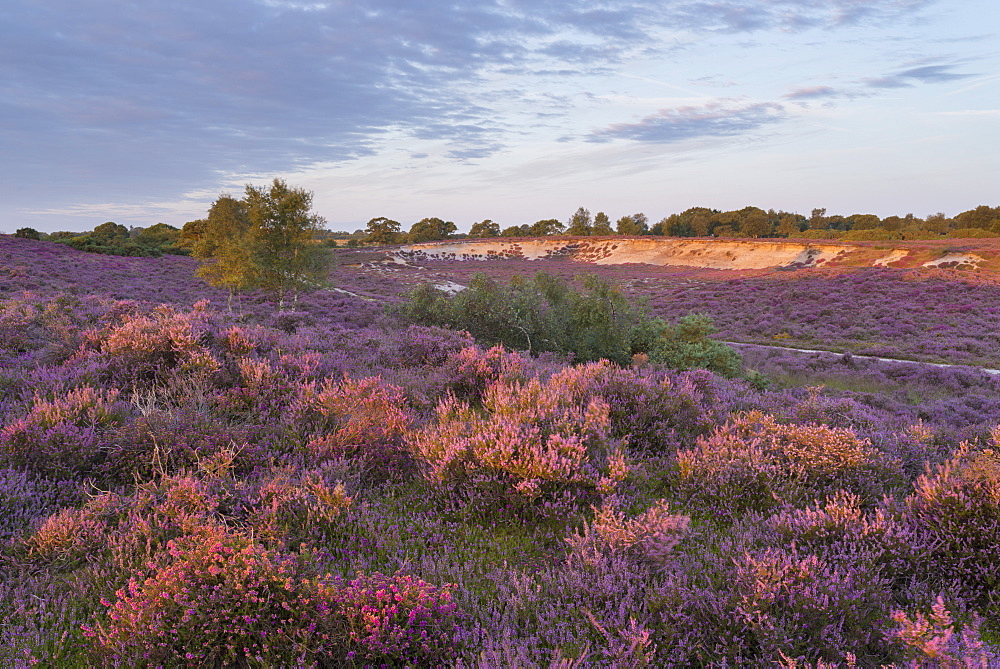 A view of the beautiful heathland with intense heather colours at Westleton Heath, Suffolk, England, United Kingdom, Europe