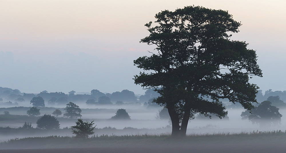 A misty morning near Sculthorpe, Norfolk, England, United Kingdom, Europe