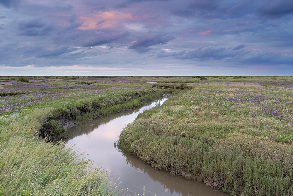 The Saltmarshes with sea lavender at Stiffkey, Norfolk, England, United Kingdom, Europe