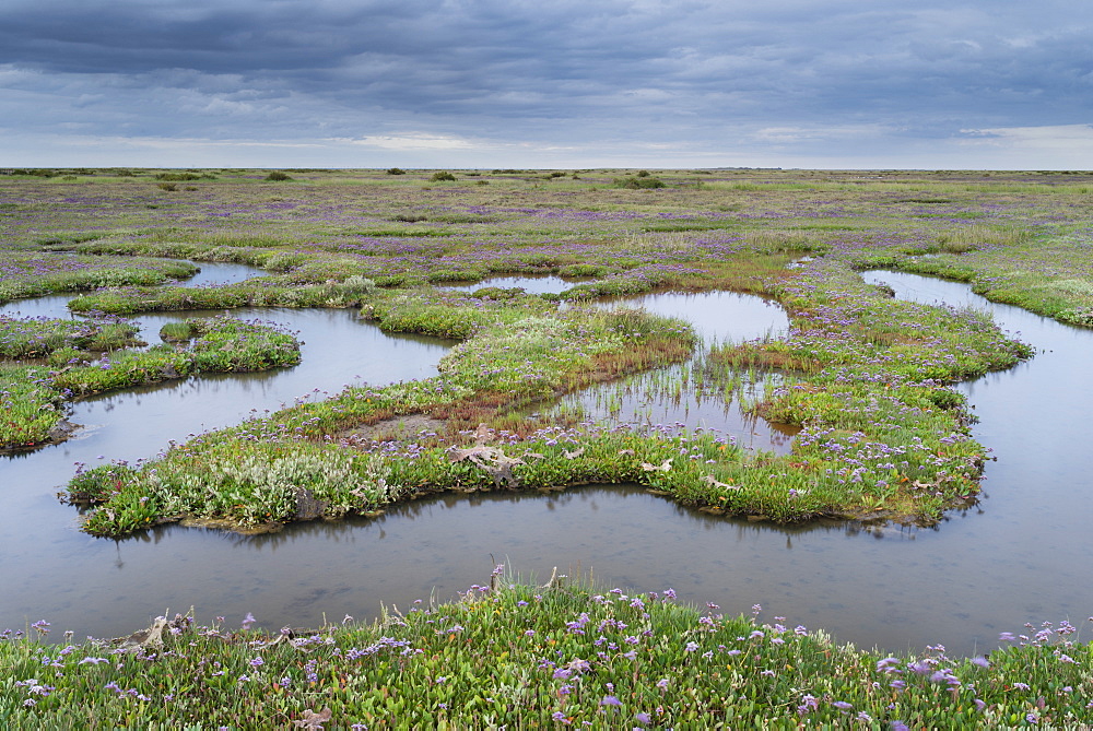 The Saltmarshes with sea lavender at Stiffkey, Norfolk, England, United Kingdom, Europe