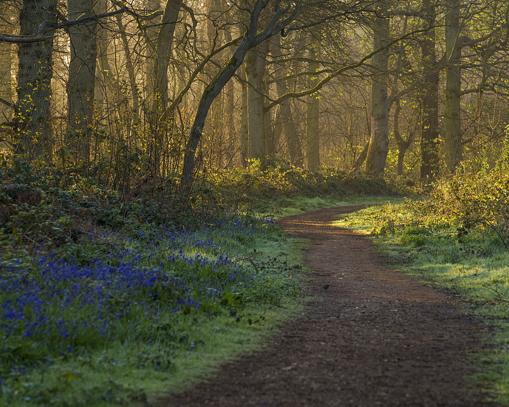 A view of the bluebells in the woodland at Blickling, Norfolk, England, United Kingdom, Europe