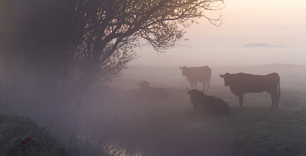 Cow in a field on a misty morning near Potter Heigham, Norfolk, England, United Kingdom, Europe