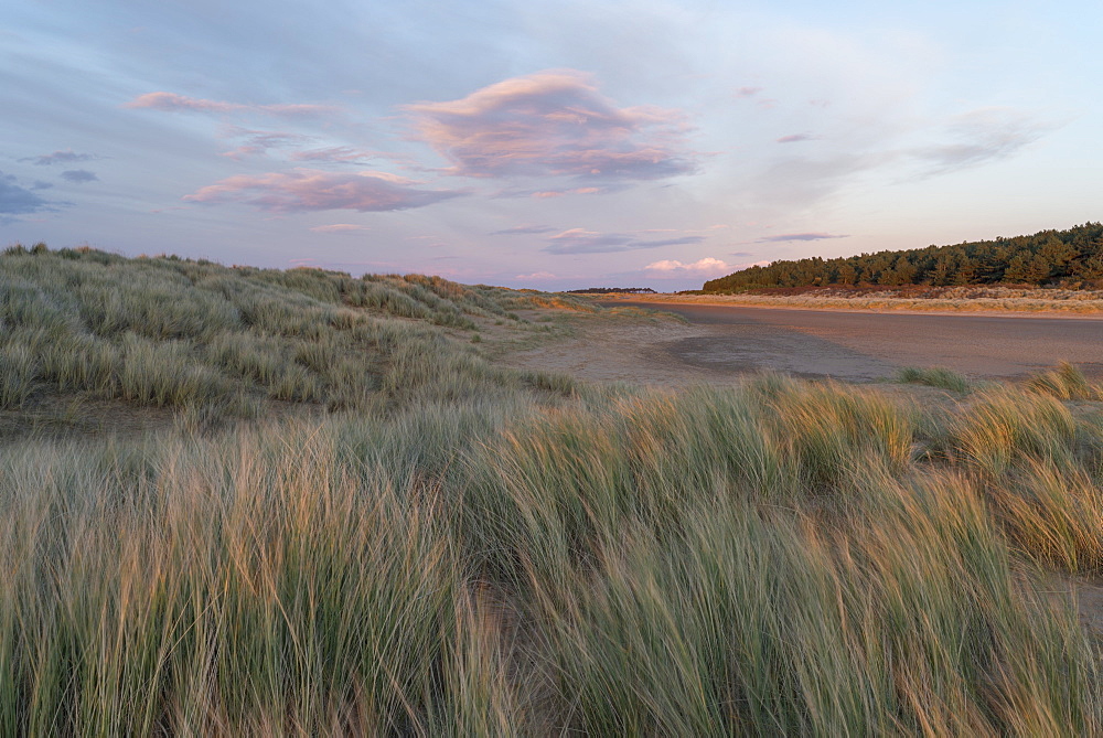 The dunes, beach and pinewoods at Holkham Bay, Norfolk, England, United Kingdom, Europe