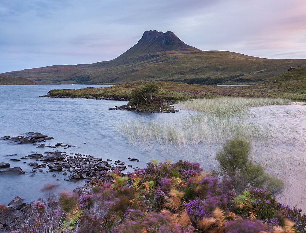 Beautiful heather colours at dawn by the shore of Loch Lurgainn, Ross and Cromarty, Highlands, Scotland, United Kingdom, Europe