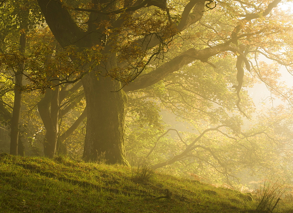 Early morning sunlight on the autumnal trees at Park Brow, Cumbria, England, United Kingdom, Europe