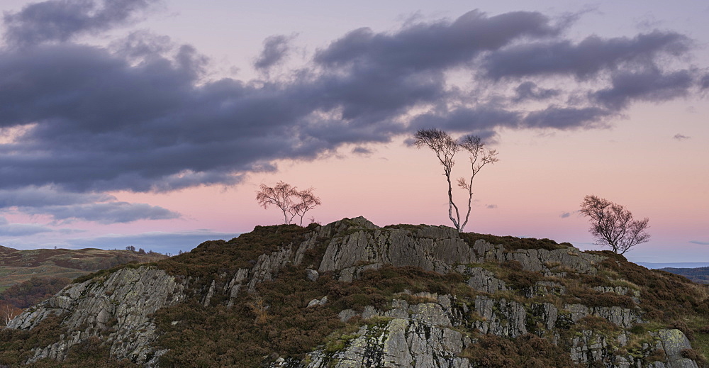 Skeletal trees atop crags at twilight at Holme Fell, Lake District National Park, Cumbria, England, United Kingdom, Europe