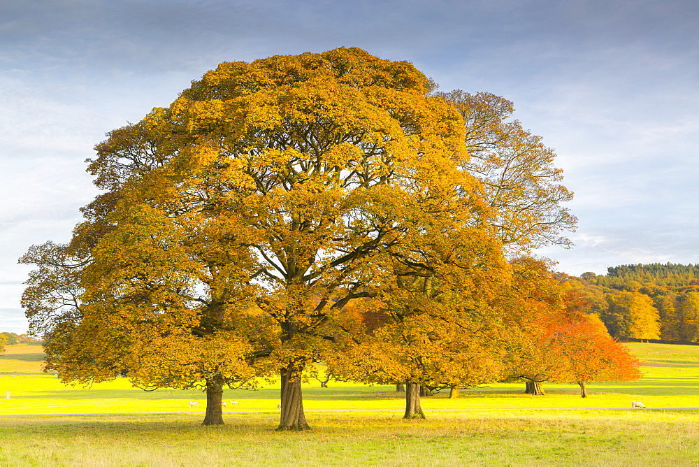 Autumnal trees in Chatsworth Park, Peak District National Park, Derbyshire, England, United Kingdom, Europe