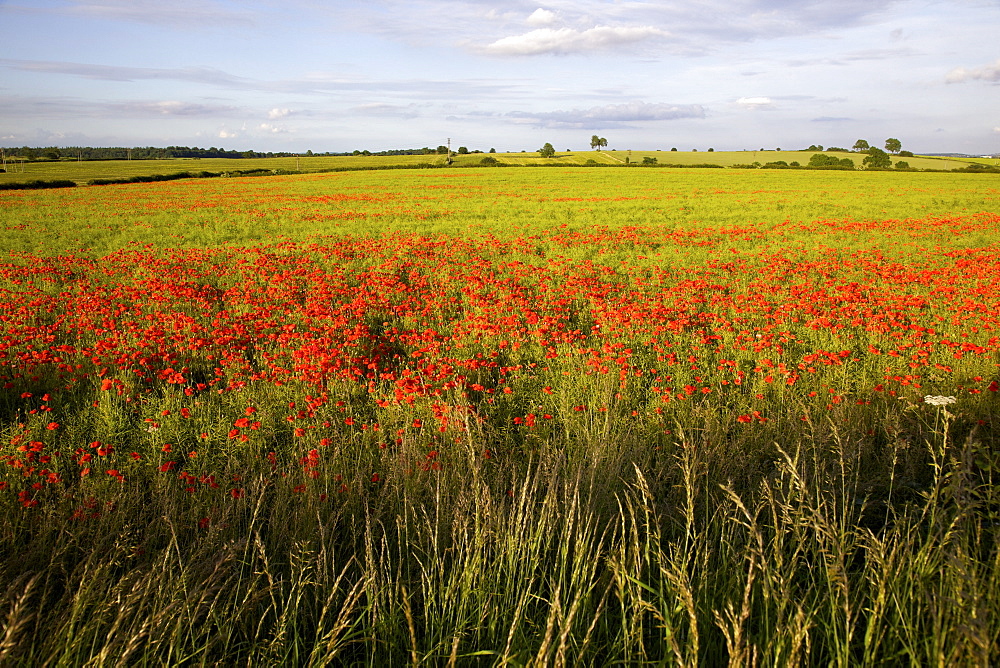 Poppy field near Scarcliff Village, Derbyshire, England, United Kingdom, Europe