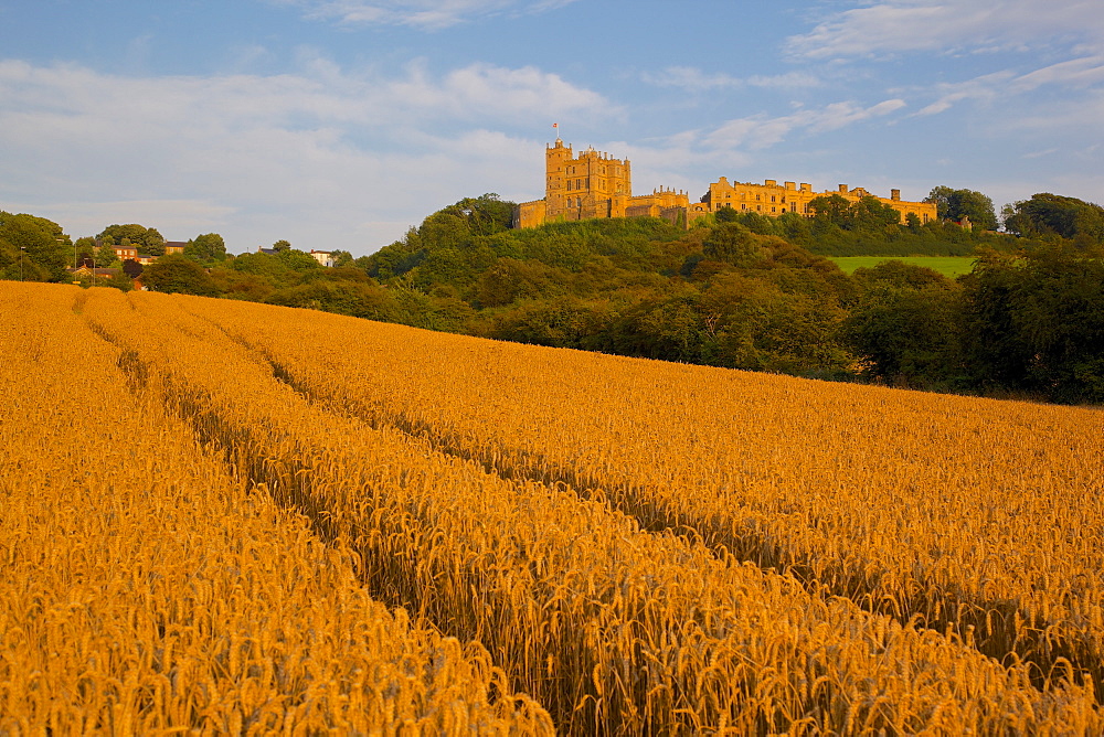 Bolsover Castle and corn field at sunset, Bolsover, Derbyshire, England, United Kingdom, Europe