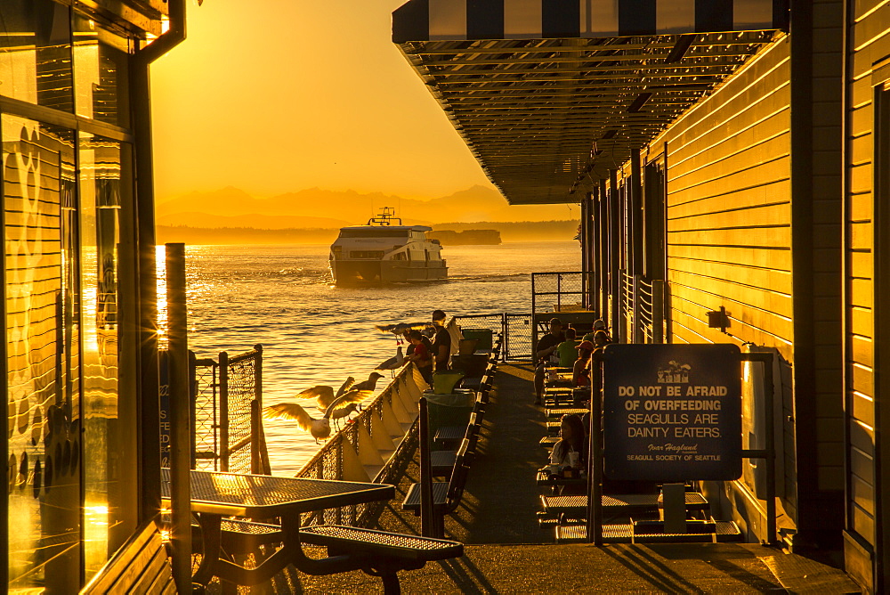 Bainbridge Ferry and seagulls on Pier 54 during the golden hour before sunset, Alaskan Way, Downtown, Seattle, Washington State, United States of America, North America