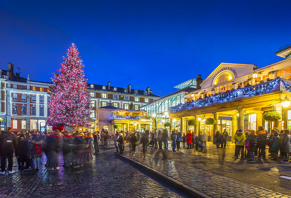 View of Christmas Tree in Covent Garden at dusk, London, England, United Kingdom, Europe