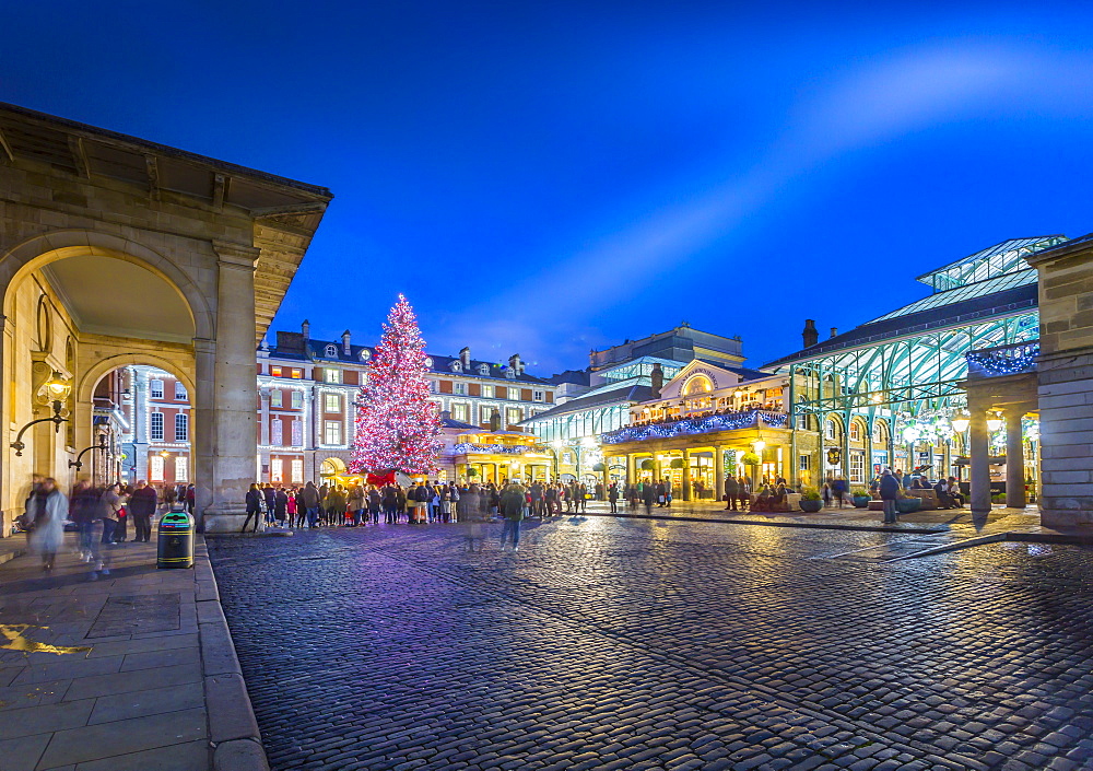 View of Christmas Tree and St. Paul's Church in Covent Garden at dusk, London, England, United Kingdom, Europe