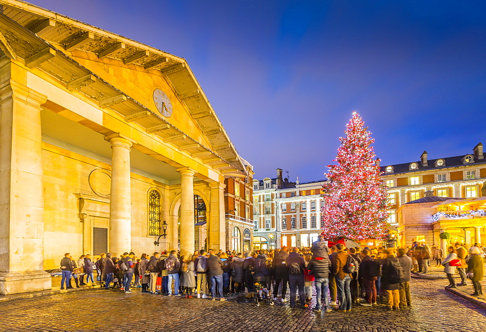 View of Christmas Tree and St. Paul's Church in Covent Garden at dusk, London, England, United Kingdom, Europe