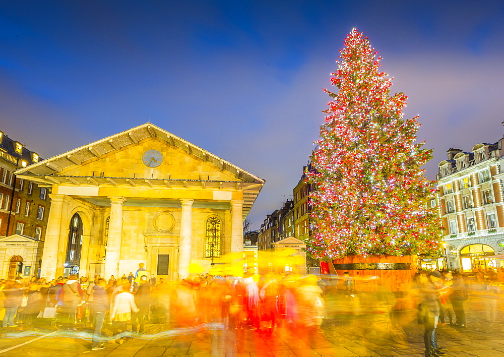 View of Christmas Tree and St. Paul's Church in Covent Garden at dusk, London, England, United Kingdom, Europe