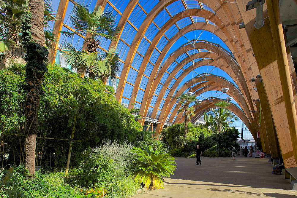 Winter Gardens, Sheffield, South Yorkshire, Yorkshire, England, United Kingdom, Europe