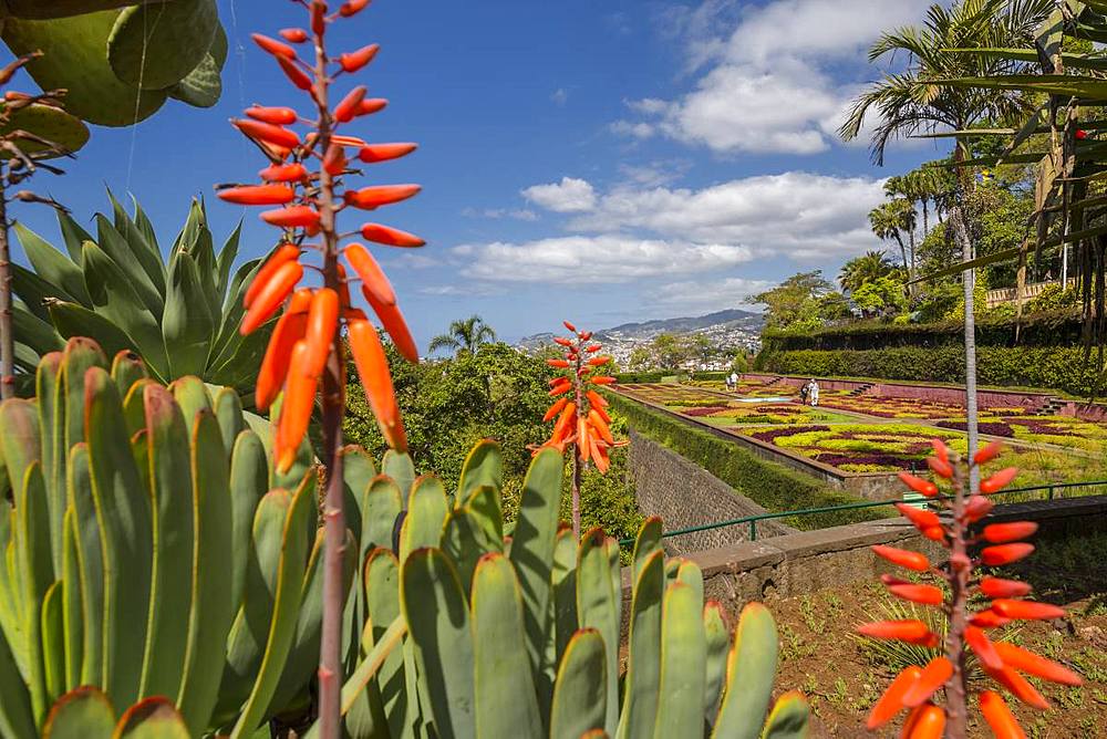 View of exotic flowers in the Botanical Gardens, Funchal, Madeira, Portugal, Atlantic, Europe