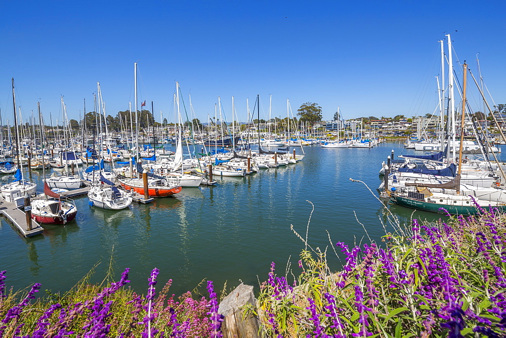 View of yachts at Santa Cruz Yacht Club, Santa Cruz, California, United States of America, North America