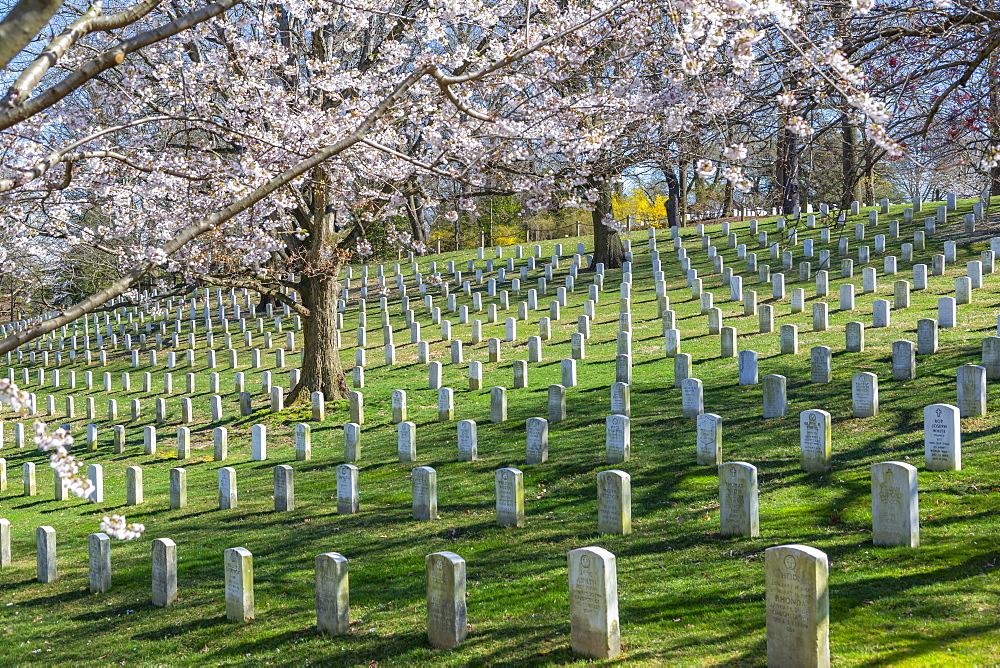 View of gravestones in Arlington National Cemetery in springtime, Washington D.C., United States of America, North America