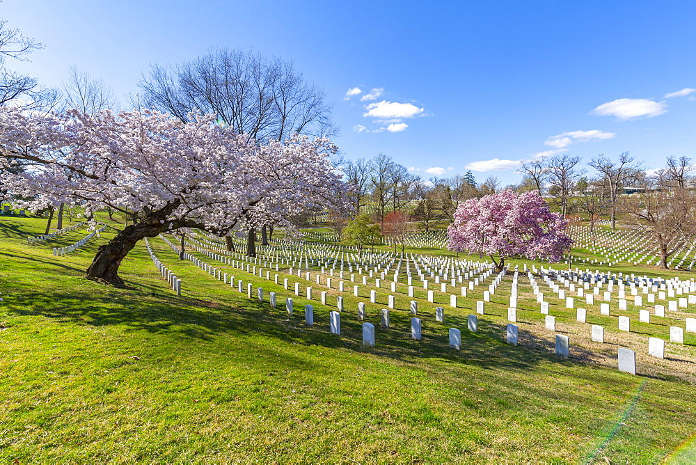 View of gravestones in Arlington National Cemetery in springtime, Washington D.C., United States of America, North America