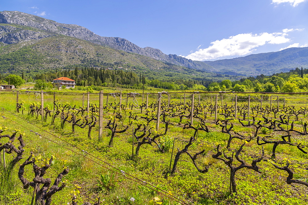 Vineyard and scenery near Gruda on a sunny spring day, Dunave, Croatia, Europe