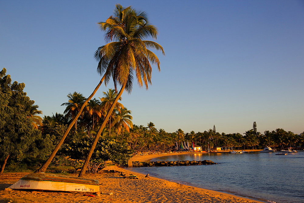 Palm trees and beach at sunset, Morris Bay, St. Mary, Antigua, Leeward Islands, West Indies, Caribbean, Central America