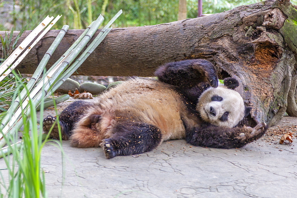 View of Giant Panda in the Dujiangyan Panda Base, Chengdu, Sichuan Province, People's Republic of China, Asia