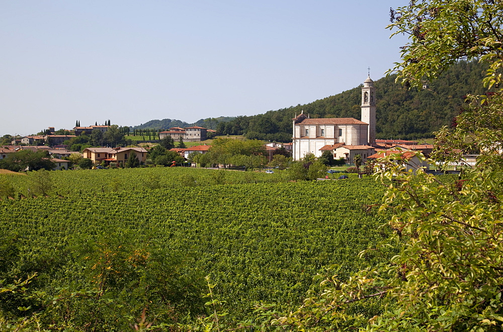 Village church and vineyard near Parma, Emilia Romagna, Italy, Europe