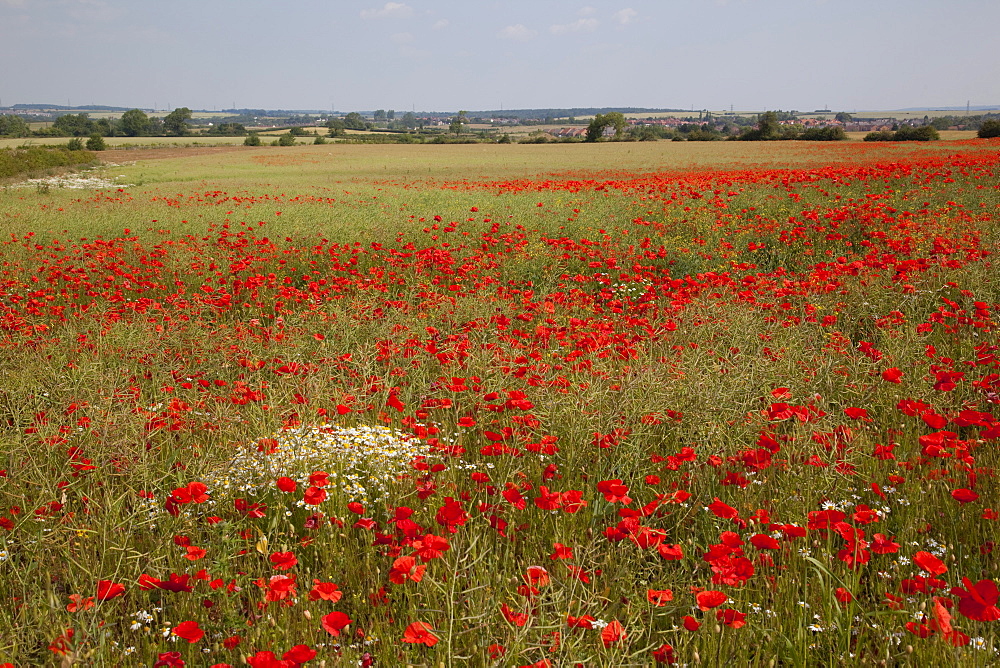 Poppy field near Mansfield, Nottinghamshire, England, United Kingdom, Europe