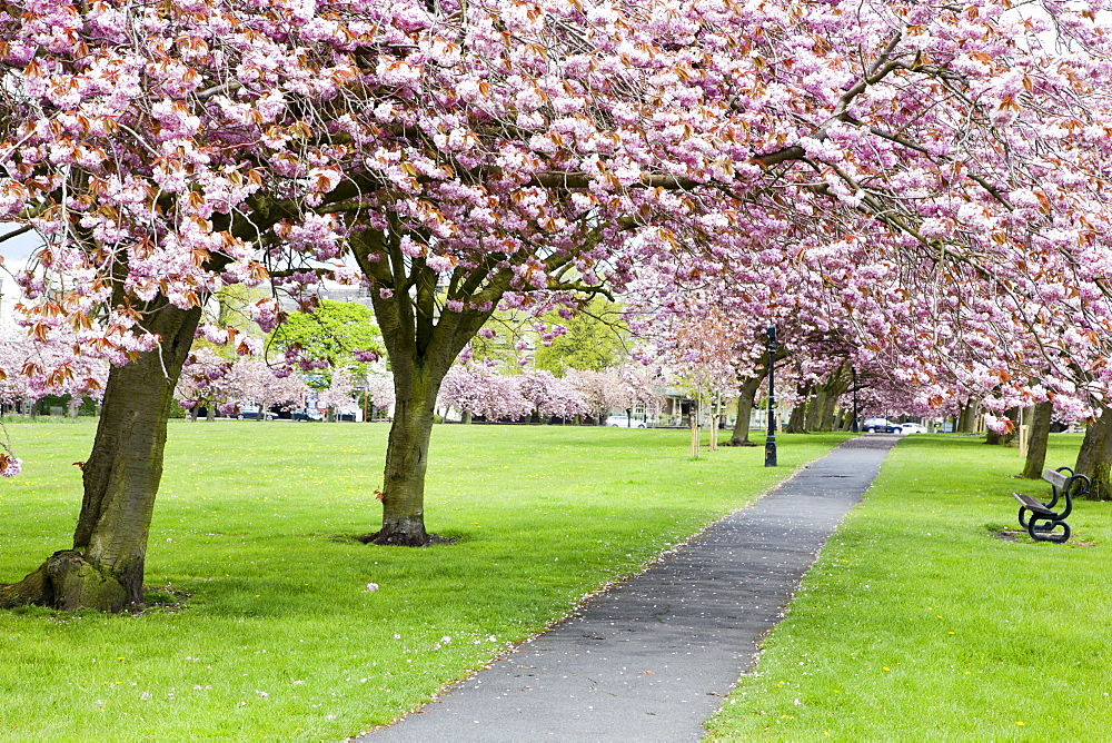 Cherry blossom on The Stray in spring, Harrogate, North Yorkshire, Yorkshire, England, United Kingdom, Europe