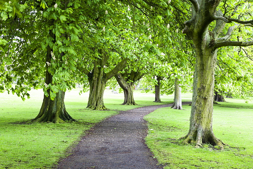 Spring trees on The Stray in spring, Harrogate, North Yorkshire, Yorkshire, England, United Kingdom, Europe